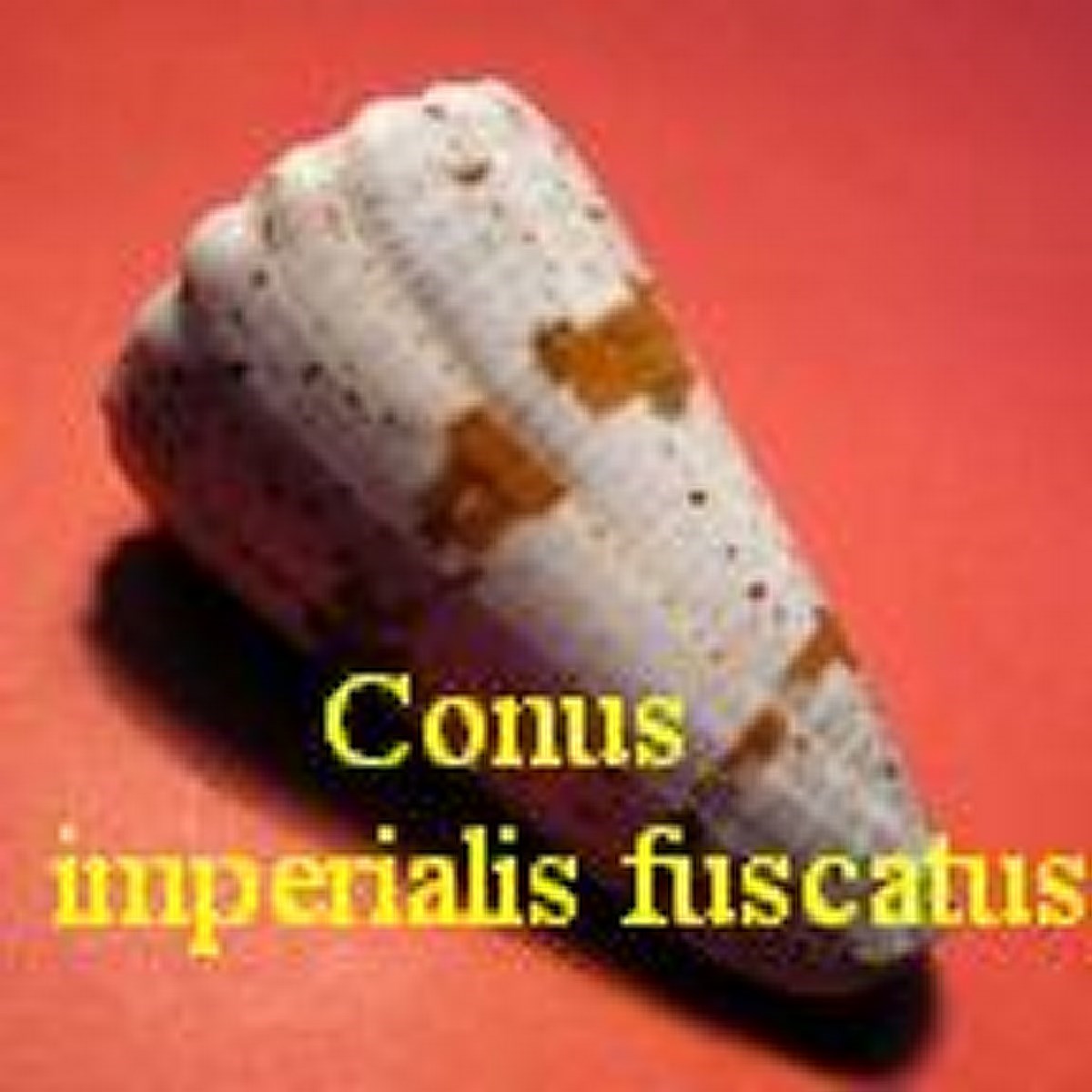 Conus imperialis fuscatus, von Born 1778